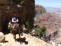 Grand Canyon - Mule train